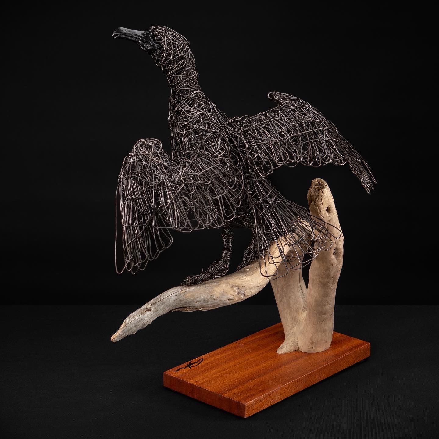 Mark Holme - Cormorant drying wings